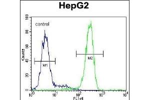 LRC40 Antibody (C-term) (ABIN654977 and ABIN2844617) flow cytometric analysis of HepG2 cells (right histogram) compared to a negative control cell (left histogram). (LRRC40 Antikörper  (C-Term))