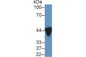 Western Blot; Sample: Rat Heart lysate; Primary Ab: 1µg/ml Rabbit Anti-Rat ANKRD1 Antibody Second Ab: 0. (ANKRD1 Antikörper  (AA 5-279))