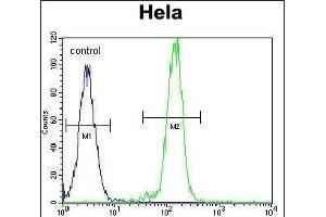 AKT2 Antibody (N-term) (ABIN391021 and ABIN2841191) flow cytometric analysis of Hela cells (right histogram) compared to a negative control cell (left histogram).