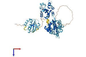 TXNDC3/NME8 Protein (AA 1-588) (His tag)