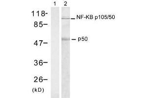 Western blot analysis of extract from HT-29 cells using NF-κB p105/p50 (Ab-337) antibody (E021017, Lane 1 and 2). (NFKB1 Antikörper)