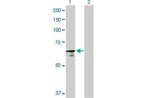 Western Blotting (WB) image for anti-Poly(A) Binding Protein, Cytoplasmic 4 (Inducible Form) (PABPC4) (AA 1-660) antibody (ABIN522197)