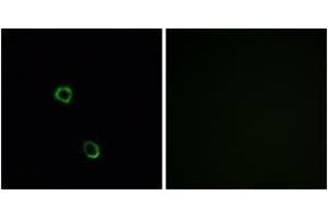 Immunofluorescence analysis of MCF7 cells, using OR2M2 Antibody. (OR2M2 Antikörper  (AA 281-330))
