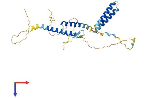 HES1 Protein (AA 1-280) (His tag)