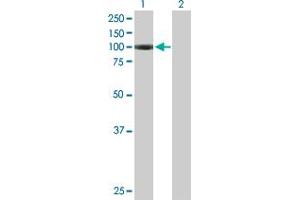 Western Blot analysis of AGBL2 expression in transfected 293T cell line by AGBL2 MaxPab polyclonal antibody. (AGBL2 Antikörper  (AA 1-902))