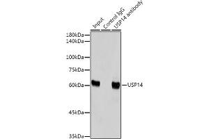 Immunoprecipitation analysis of 300 μg extracts of HeLa cells using 3 μg USP14 antibody (ABIN7271143). (USP14 Antikörper)