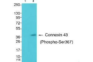 Western blot analysis of extracts from K562 cells, using Connexin43 (Phospho-Ser367) antibody. (Connexin 43/GJA1 Antikörper  (pSer367))