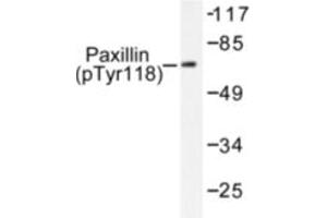 Image no. 1 for anti-Paxillin (PXN) (pTyr118) antibody (ABIN318100) (Paxillin Antikörper  (pTyr118))