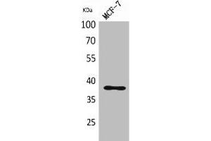 Western Blot analysis of MCF-7 cells using TPO Polyclonal Antibody. (Thrombopoietin Antikörper  (Internal Region))