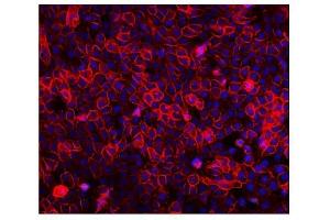 IF analysis of EGFR using anti-EGFR antibody (ABIN7601478). (EGFR Antikörper  (AA 36-497))