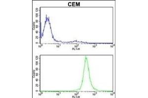 IT Antibody (Center) (ABIN389477 and ABIN2839539) flow cytometric analysis of CEM cells (bottom histogram) compared to a negative control cell (top histogram). (IMMT Antikörper  (AA 438-467))