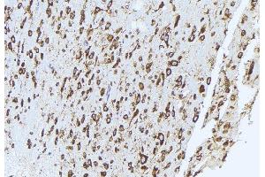 ABIN6272948 at 1/100 staining mouse brain tissue by IHC-P. (QSOX1 Antikörper  (Internal Region))