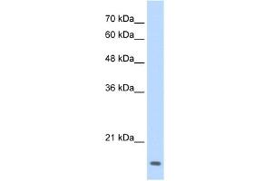 WB Suggested Anti-MAFG Antibody Titration:  0. (Mafg Antikörper  (N-Term))