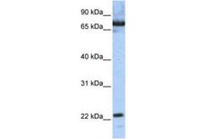 Image no. 1 for anti-SCAN Domain Containing 1 (SCAND1) (N-Term) antibody (ABIN6742626) (SCAND1 Antikörper  (N-Term))