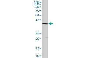 PLSCR1 MaxPab rabbit polyclonal antibody. (PLSCR1 Antikörper  (AA 1-318))