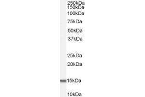 ACYP1 Antikörper  (Internal Region)