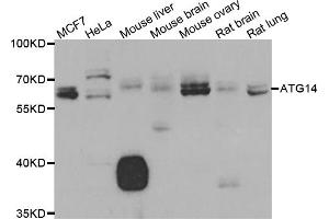 Western blot analysis of extracts of various cell lines, using ATG14 antibody (ABIN5975593) at 1/1000 dilution. (ATG14 Antikörper)