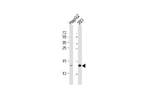 All lanes : Anti-RBX1 Antibody (C-term) at 1:1000 dilution Lane 1: HepG2 whole cell lysate Lane 2: 293 whole cell lysate Lysates/proteins at 20 μg per lane. (RBX1 Antikörper  (C-Term))