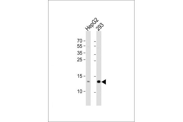 RBX1 Antikörper  (C-Term)