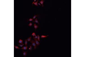 ABIN6266509 staining MCF-7 cells by IF/ICC. (Claudin 3 Antikörper  (C-Term))