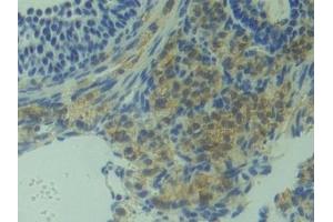 Immunohistochemistry (IHC) image for anti-3-Hydroxy-3-Methylglutaryl-CoA Synthase 1 (Soluble) (HMGCS1) (AA 1-238) antibody (ABIN7443428)
