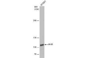 Western Blotting (WB) image for anti-Unc-51 Like Kinase 2 (ULK2) (C-Term) antibody (ABIN2856810)