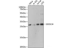 Western blot analysis of extracts of various cell lines using EXOSC4 Polyclonal Antibody at dilution of 1:3000. (EXOSC4 Antikörper)