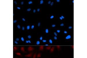 Immunofluorescence analysis of U2OS cells using PA2G4 Polyclonal Antibody (PA2G4 Antikörper)