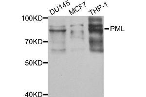 Western blot analysis of extracts of various cell lines, using PML antibody. (PML Antikörper  (AA 300-600))