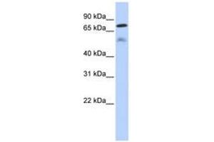 Image no. 1 for anti-Dual Specificity Phosphatase 8 (DUSP8) (AA 359-408) antibody (ABIN6743613) (DUSP8 Antikörper  (AA 359-408))