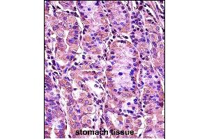 SYT1 Antibody (C-term) (ABIN657632 and ABIN2846628) immunohistochemistry analysis in formalin fixed and paraffin embedded human stomach tissue followed by peroxidase conjugation of the secondary antibody and DAB staining. (SYT1 Antikörper  (C-Term))