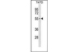 Western blot analysis of ERGIC2 Antibody (C-term) in T47D cell line lysates (35ug/lane). (ERGIC2 Antikörper  (C-Term))