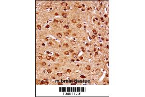 Mouse Map2k7 Antibody immunohistochemistry analysis in formalin fixed and paraffin embedded mouse brain tissue followed by peroxidase conjugation of the secondary antibody and DAB staining.