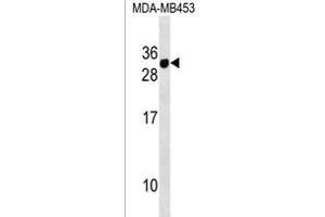 CD300E Antibody (Center) (ABIN1538447 and ABIN2838202) western blot analysis in MDA-M cell line lysates (35 μg/lane). (CD300E Antikörper  (AA 48-76))