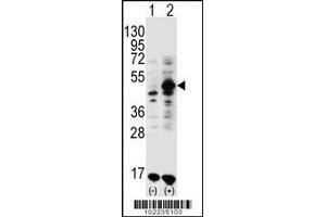 Western blot analysis of GDF9 using rabbit polyclonal GDF9 Antibody (M45) using 293 cell lysates (2 ug/lane) either nontransfected (Lane 1) or transiently transfected (Lane 2) with the GDF9 gene. (GDF9 Antikörper  (N-Term))