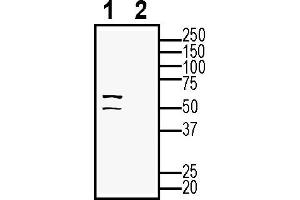 anti-Solute Carrier Family 30 (Zinc Transporter), Member 4 (SLC30A4) (AA 33-47), (Intracellular) antibody
