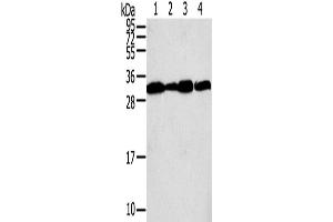 Western Blotting (WB) image for anti-Syntaxin 10 (STX10) antibody (ABIN2430911) (Syntaxin 10 Antikörper)