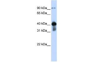 WB Suggested Anti-USF2 Antibody Titration: 0. (USF2 Antikörper  (Middle Region))
