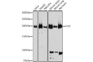 Western blot analysis of extracts of various cell lines using CLTC Polyclonal Antibody at dilution of 1:1000. (Clathrin Heavy Chain (CLTC) Antikörper)