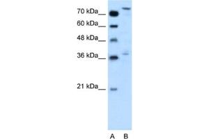 Western Blotting (WB) image for anti-Nuclear Factor (erythroid-Derived 2)-Like 3 (NFE2L3) antibody (ABIN2460792) (NFE2L3 Antikörper)