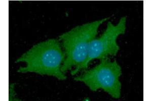ICC/IF analysis of NNMT in HeLa cells line, stained with DAPI (Blue) for nucleus staining and monoclonal anti-human NNMT antibody (1:100) with goat anti-mouse IgG-Alexa fluor 488 conjugate (Green). (NNMT Antikörper  (AA 1-264))
