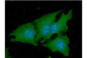 ICC/IF analysis of NNMT in HeLa cells line, stained with DAPI (Blue) for nucleus staining and monoclonal anti-human NNMT antibody (1:100) with goat anti-mouse IgG-Alexa fluor 488 conjugate (Green).