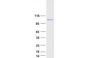 Validation with Western Blot (ARNT2 Protein (Myc-DYKDDDDK Tag))