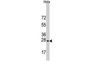 Western blot analysis of HSPB1 polyclonal antibody  in HeLa cell line lysates (35 ug/lane).