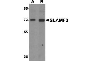 Western blot analysis of SLAMF3 in 293 cell lysate with SLAMF3 antibody at (A) 1 and (B) 2 µg/mL.
