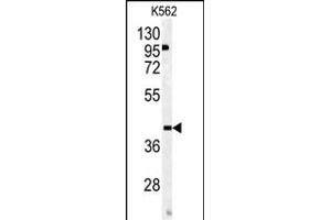 Western blot analysis of OMD antibody (Center) (ABIN391686 and ABIN2841591) in K562 cell line lysates (35 μg/lane). (Osteomodulin Antikörper  (AA 234-263))