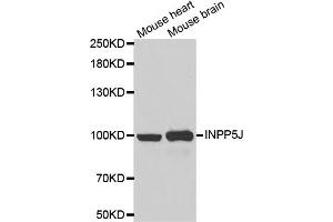 Western blot analysis of extracts of various cell lines, using INPP5J antibody (ABIN5973988) at 1/1000 dilution. (INPP5J Antikörper)