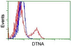 HEK293T cells transfected with either RC223952 overexpress plasmid (Red) or empty vector control plasmid (Blue) were immunostained by anti-DTNA antibody (ABIN2454049), and then analyzed by flow cytometry. (DTNA Antikörper)