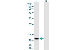 Western Blot analysis of CSH2 expression in transfected 293T cell line by CSH2 MaxPab polyclonal antibody.
