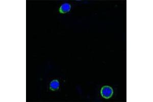 Immunofluorescence (IF) image for anti-Interleukin 21 (IL21) antibody (Biotin) (ABIN2666224) (IL-21 Antikörper  (Biotin))